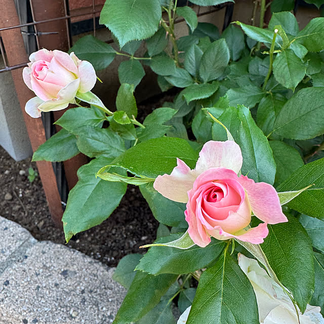 RoseLife5818さんの実例写真