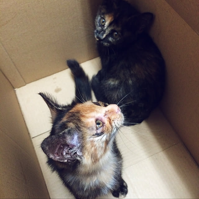 annさんの実例写真