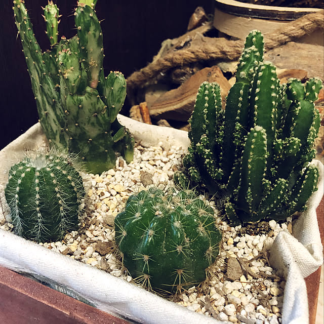gurebekoさんの実例写真