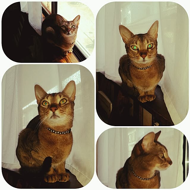 kichiさんの実例写真