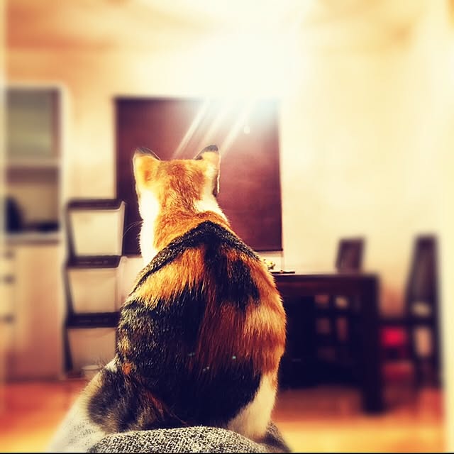 Ayumiさんの実例写真