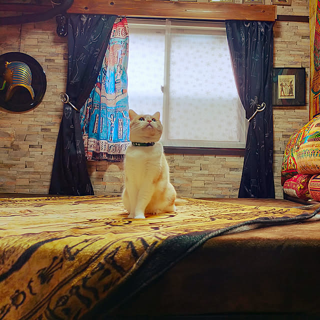 kobakissaさんの実例写真