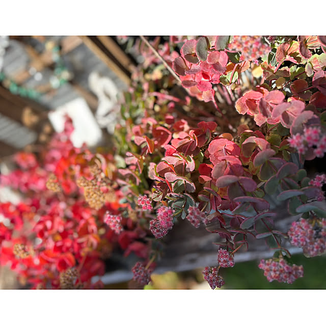 CoCo0617さんの部屋