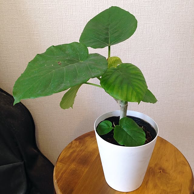 s.sさんの実例写真