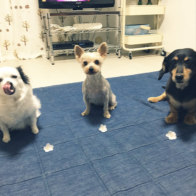 ohanaさんの実例写真