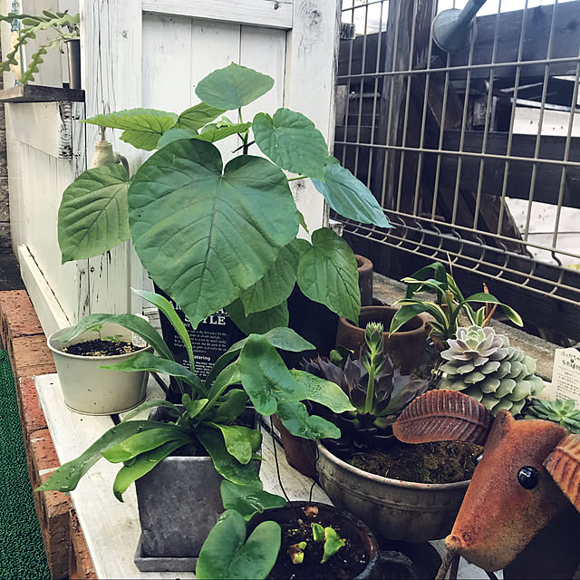 Satokoさんの実例写真