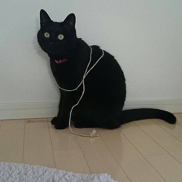 kikinanaさんの実例写真