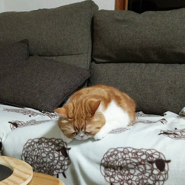 otoさんの実例写真