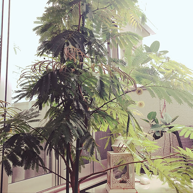 konaさんの実例写真