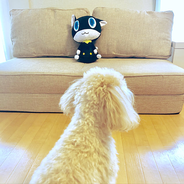 junjunさんの実例写真