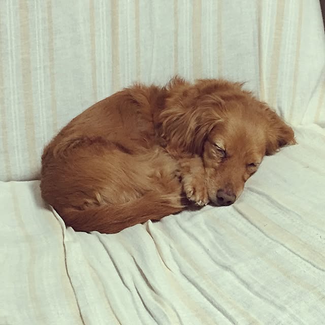 sakuさんの実例写真