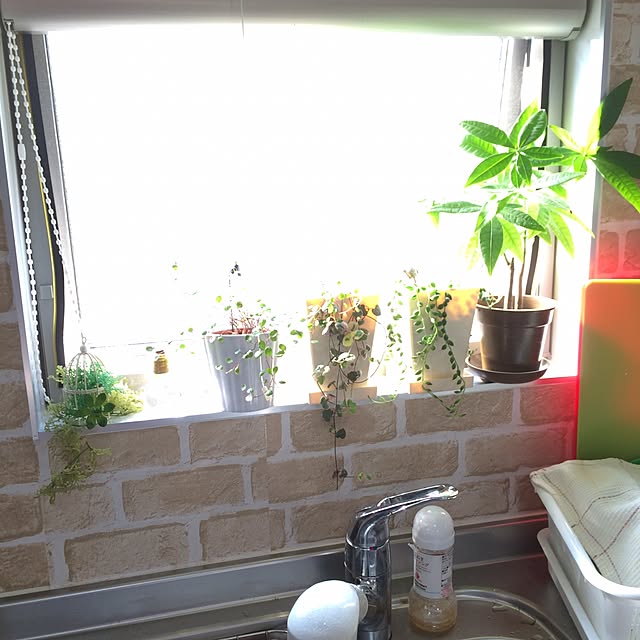 キッチン/観葉植物のインテリア実例 - 2015-10-22 08:48:02