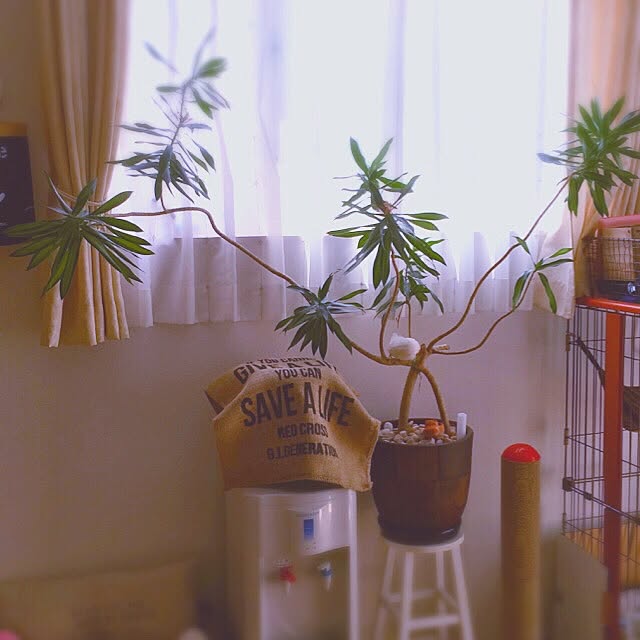 yokkochanさんの実例写真