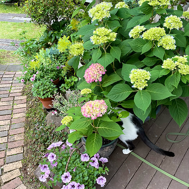 nobikoさんの実例写真