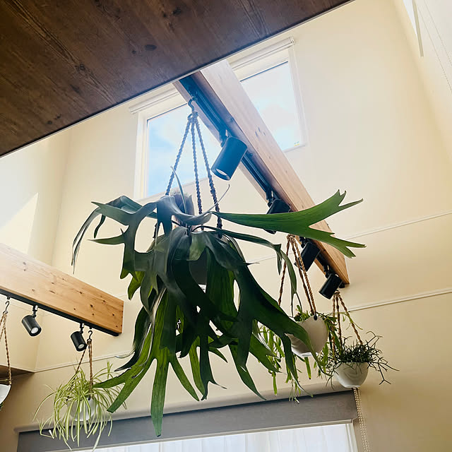 shin-chaa-mamaさんの実例写真