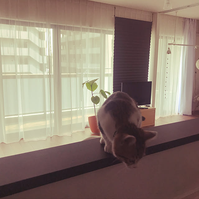 chamaさんの実例写真