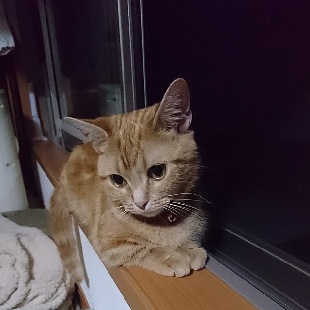 shinobuさんの実例写真