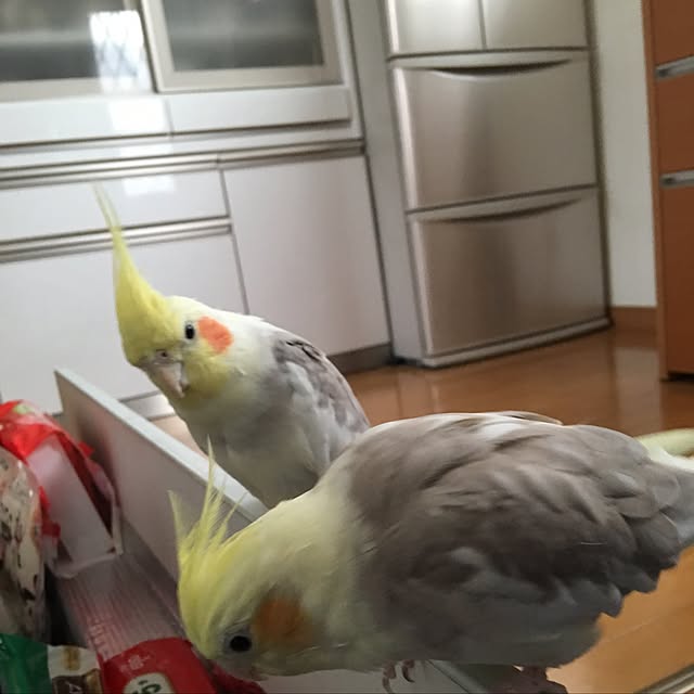 puriyuzuさんの実例写真