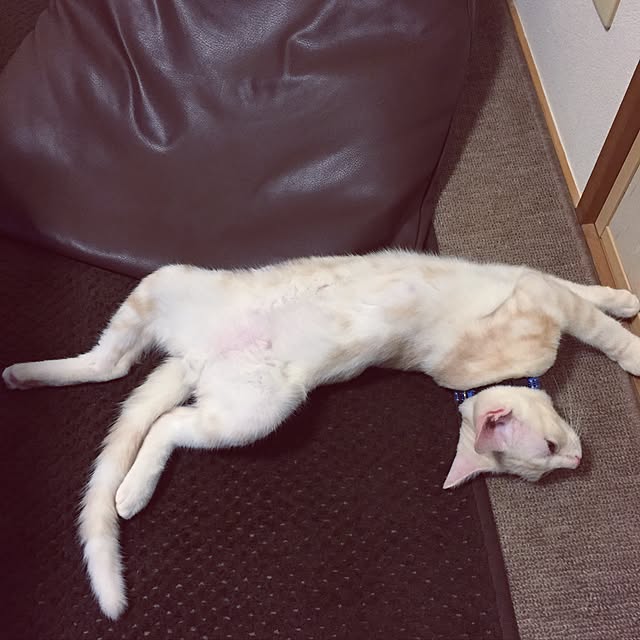 hiyupan88さんの実例写真