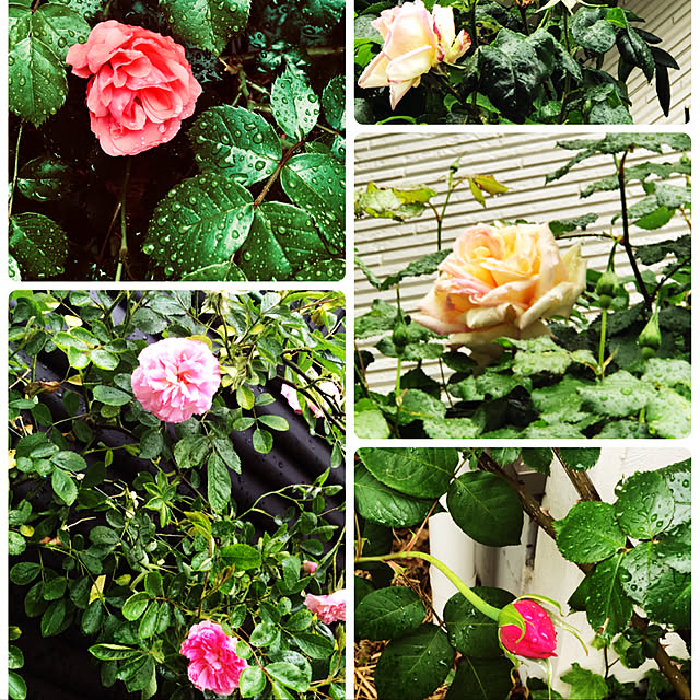 angelrose.yuuさんの実例写真