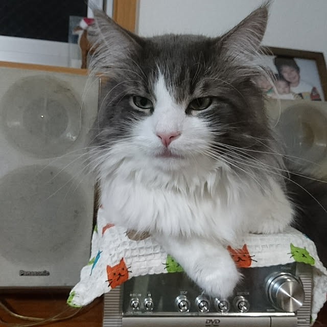 shinobuさんの実例写真