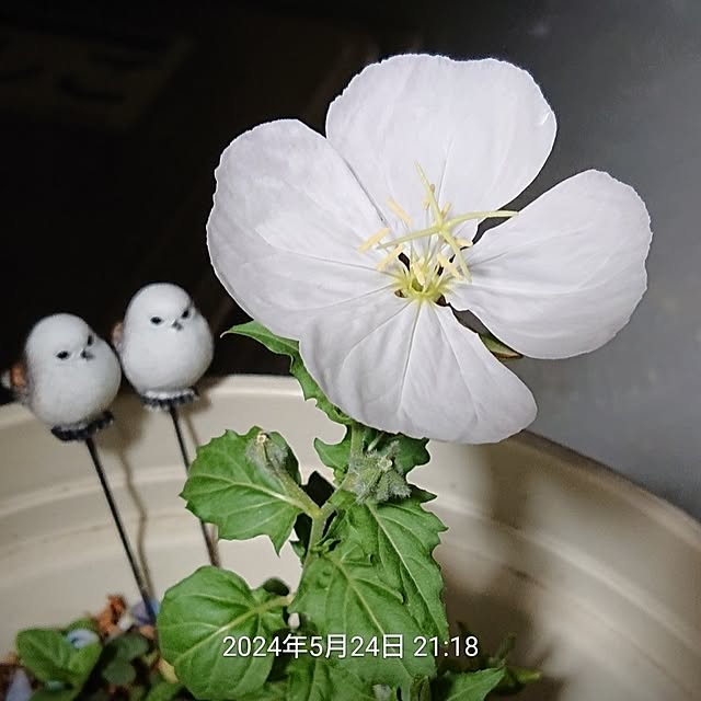 NOAHさんの部屋