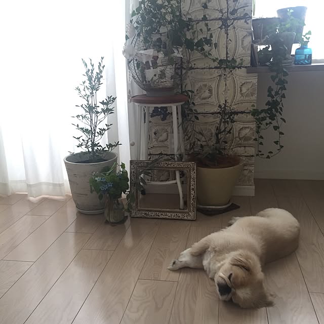 bubuさんの実例写真