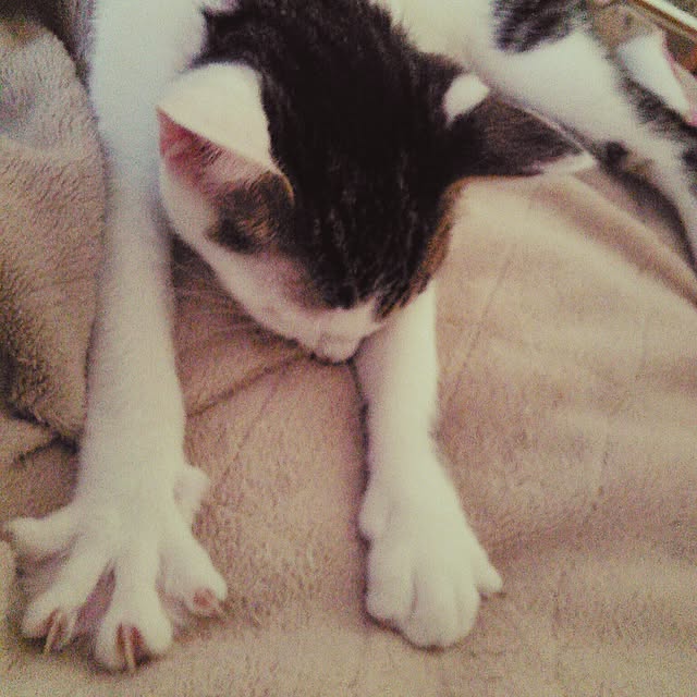 pouさんの実例写真