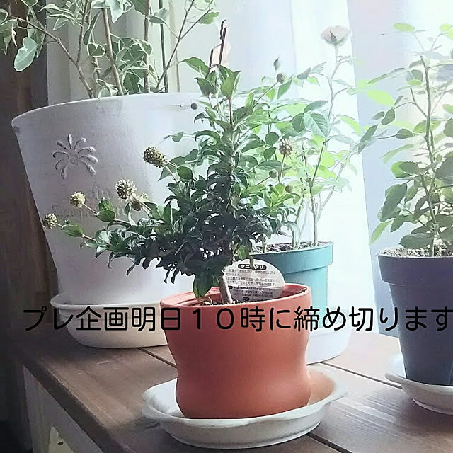naopyiさんの実例写真