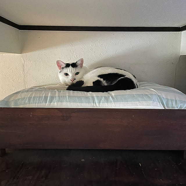 coolcats0528さんの実例写真