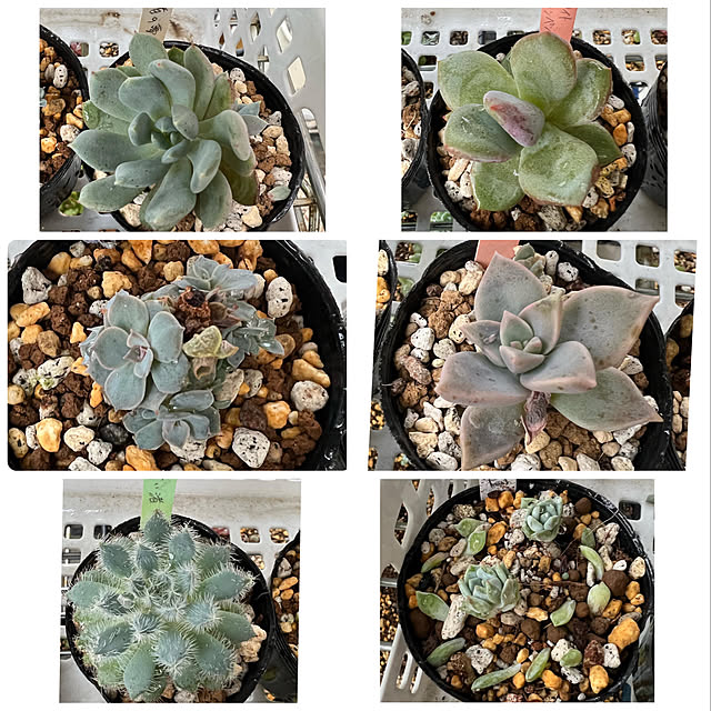 melmelさんの実例写真