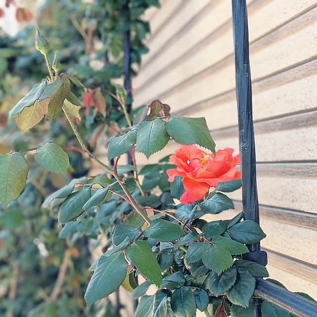 kumijiさんの実例写真