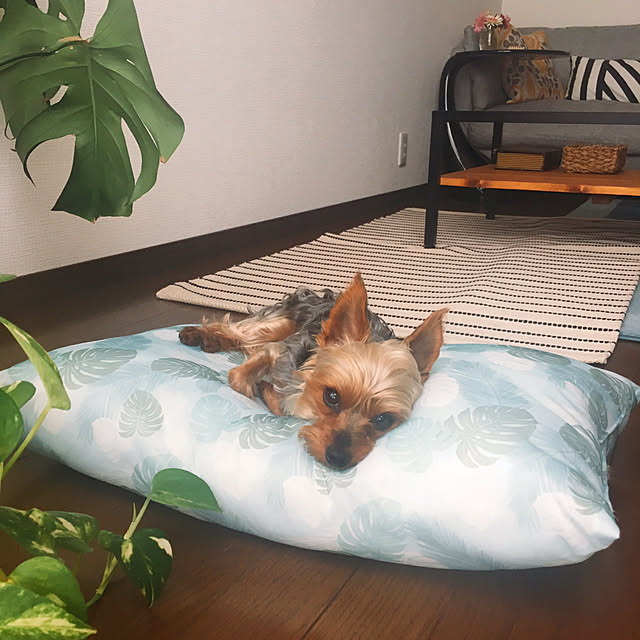 yuminnieさんの実例写真