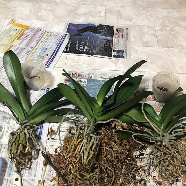 kikoさんの部屋