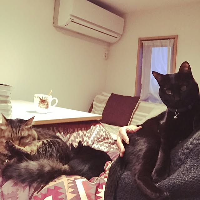 yuki0511さんの実例写真