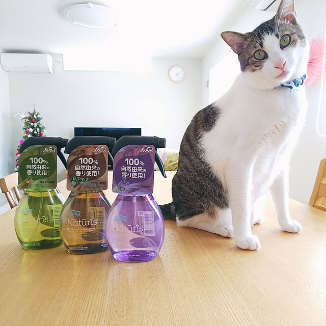 実例写真