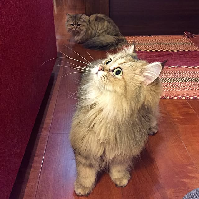 butachanさんの実例写真