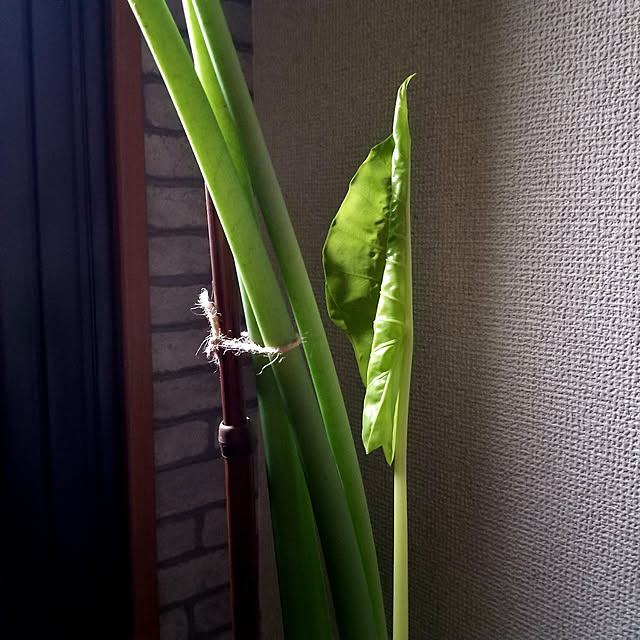 momozouさんの実例写真