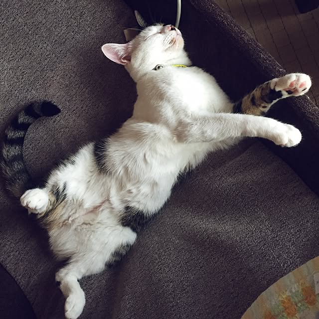 yocchiさんの実例写真