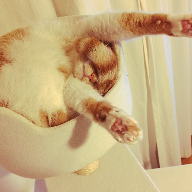 yoko.329さんの実例写真