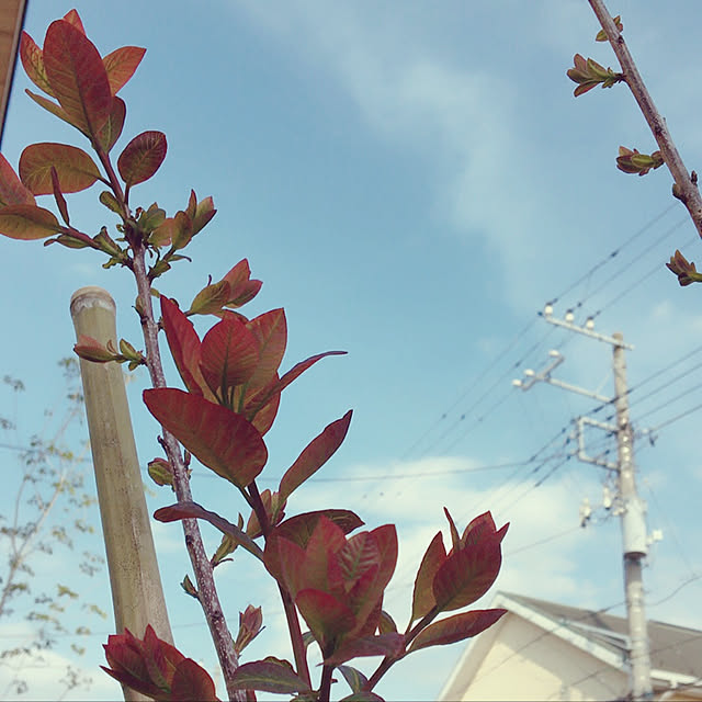 Rさんの実例写真