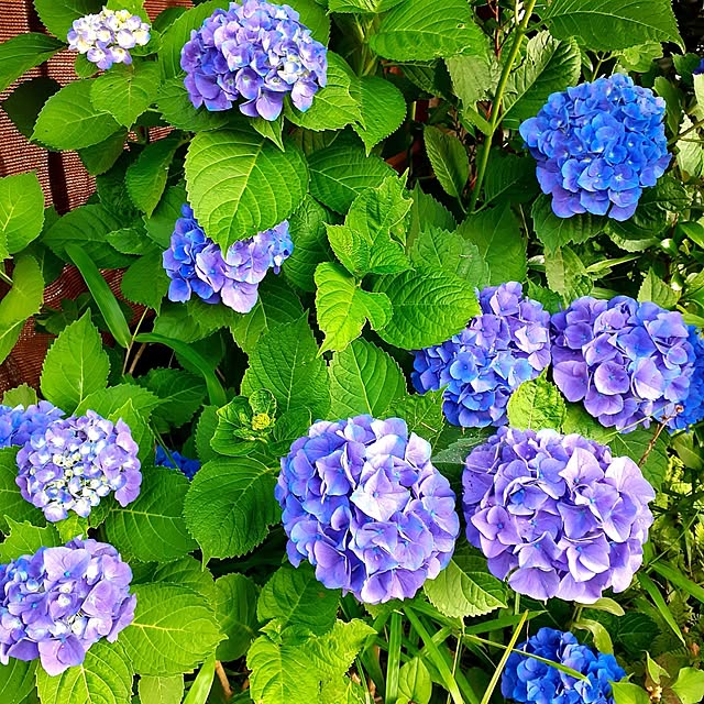 naoporonさんの部屋