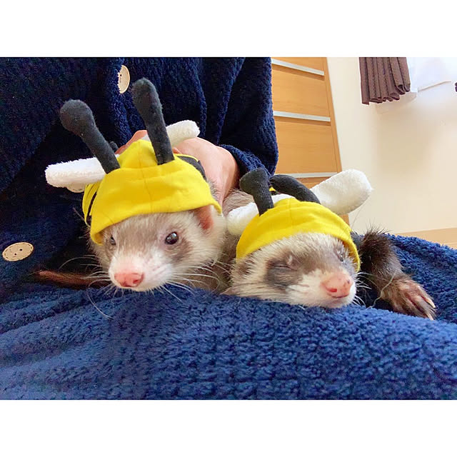 chaluさんの実例写真