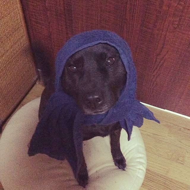 kkshoshoさんの実例写真