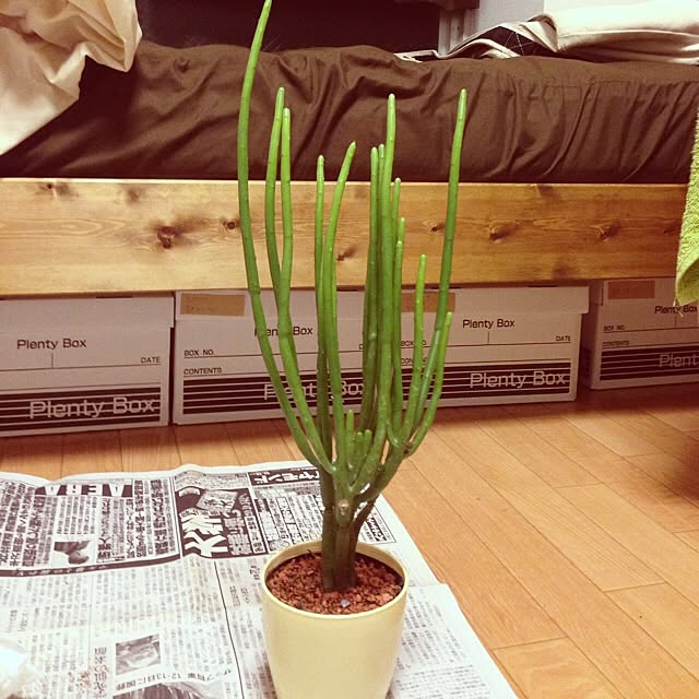 at_REEさんの実例写真