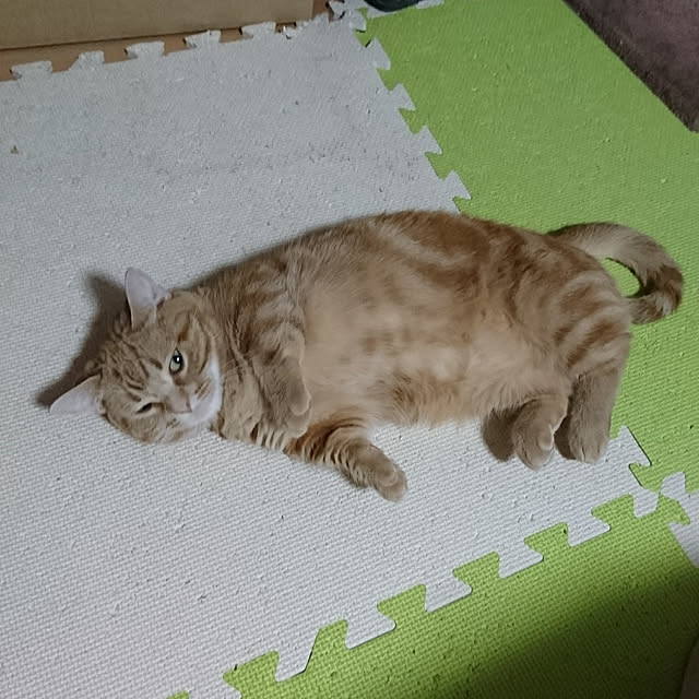 shinobuさんの実例写真