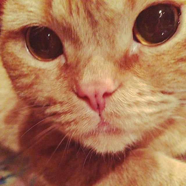 shujiさんの実例写真