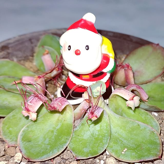 katさんの実例写真