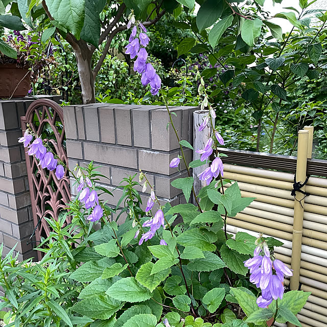 mamizaさんの実例写真