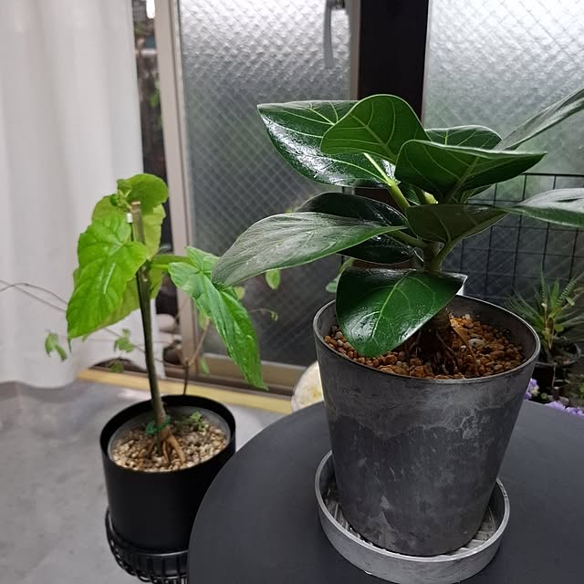 noaさんの部屋